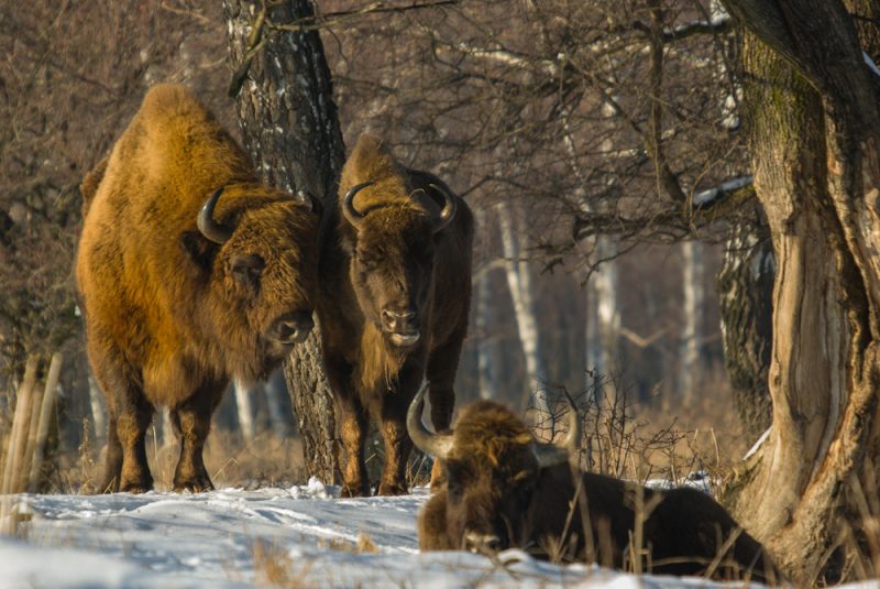 Poloniny. Foto: Shutterstock