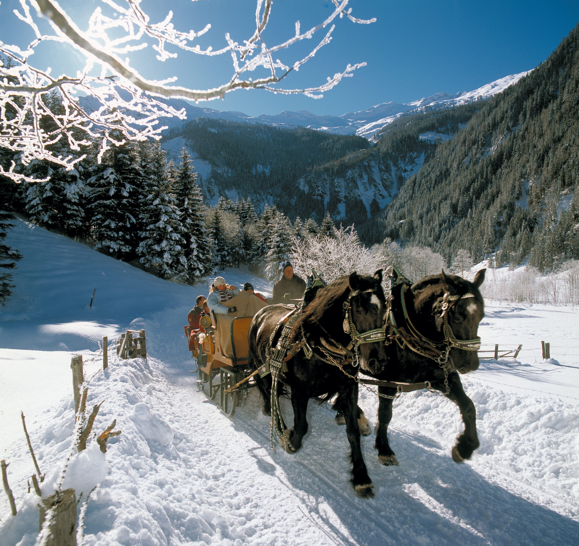 Záprah koní v zimnom Salzbursku, Rakúsko.